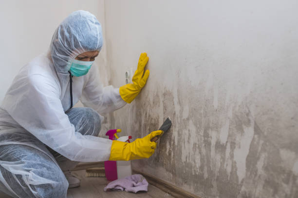 Mold Removal and Inspection in Broad Creek, NC