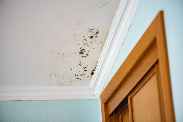Home Mold Removal in Broad Creek, NC