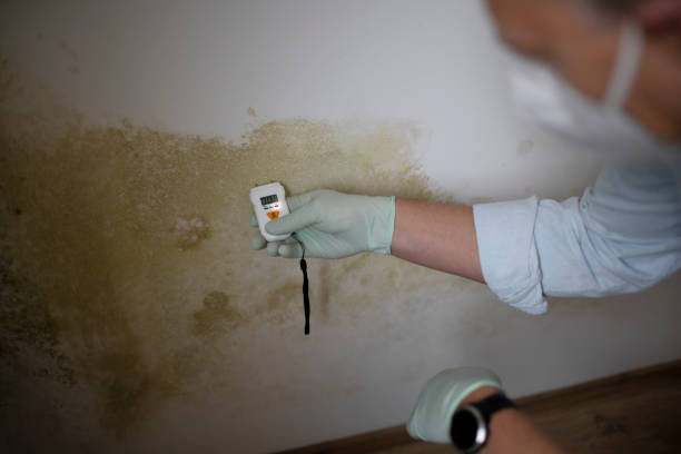 Best Attic Mold Removal  in Broad Creek, NC