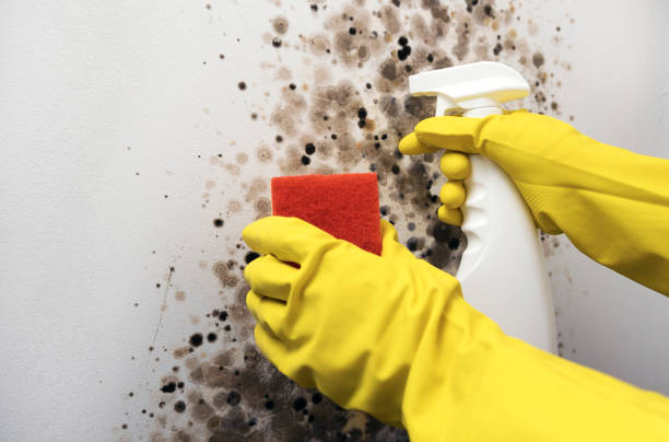 Best Same-Day Mold Removal  in Broad Creek, NC
