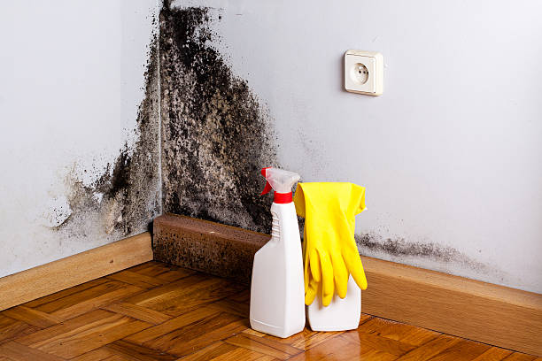 Best Mold Remediation  in Broad Creek, NC