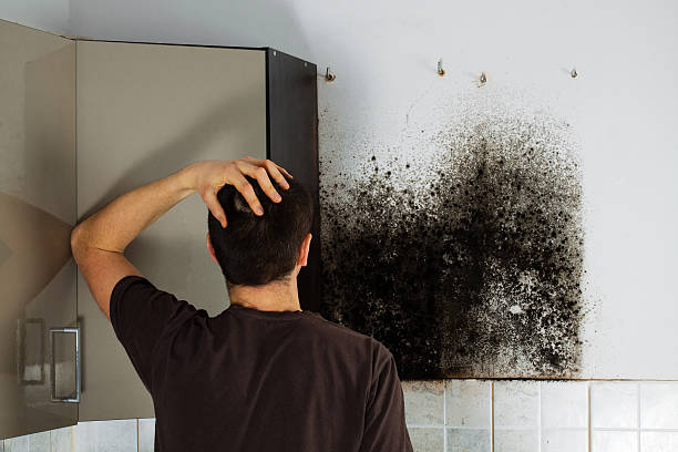 Best Water Damage Restoration  in Broad Creek, NC