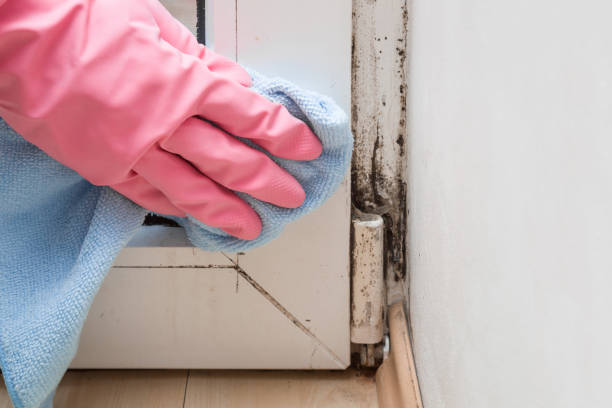 Best Fast Mold Removal  in Broad Creek, NC
